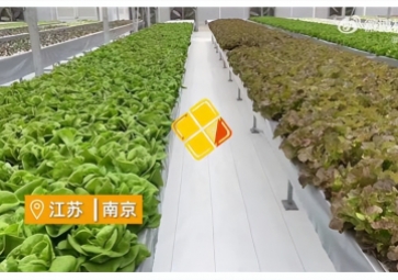 聚英智慧溫室控制系統(tǒng)，建設(shè)植物工廠，一年多茬