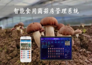  智能食用菌菇房管理系統(tǒng)，物聯(lián)網(wǎng)方案應(yīng)用，打造菌菇種植工廠